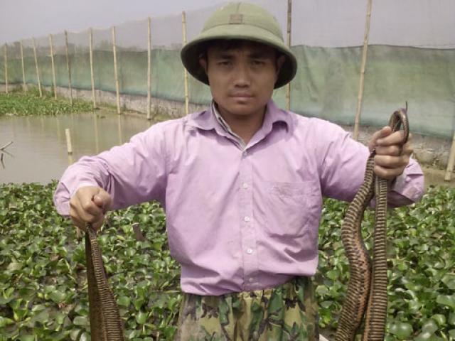 Thị trường - Tiêu dùng - 33 tuổi đời, 20 năm làm nghề “bảo mẫu” cho đàn rắn mòng