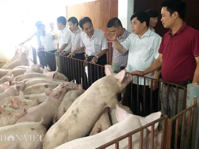 Thị trường - Tiêu dùng - Sốc: Lợn giống giảm còn 100.000 đ/con, dân giết thịt nuôi chó, mèo