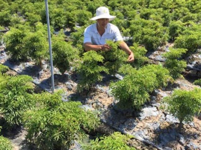 Thị trường - Tiêu dùng - Chỉ trồng 2 loài cây thuốc bổ, "soái ca" miệt vườn thu ngót 1 tỷ/năm