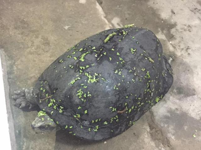 Tin tức trong ngày - Hà Nội: Rùa lạ bò lên bờ “gõ cửa” nhà dân lúc nửa đêm