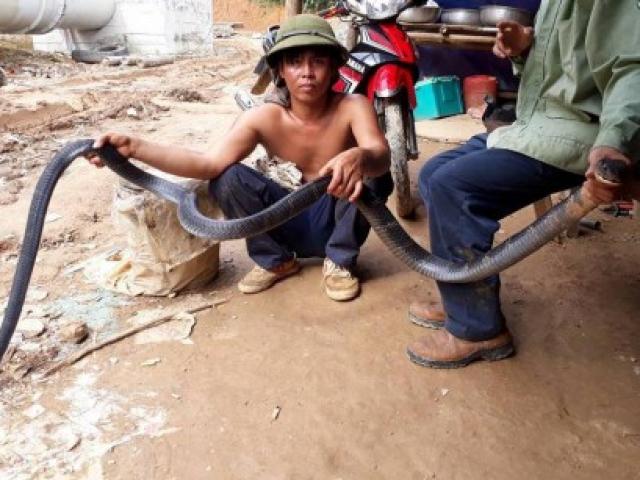 Tin tức trong ngày - Nóng 24h qua: Rắn hổ mang chúa dài hơn 3m đục bao tải  "đào tẩu" vào rừng