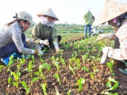 Thị trường - Tiêu dùng - Nghịch lý nông sản hữu cơ giá cao phải cạnh tranh với &quot;hàng chợ&quot;