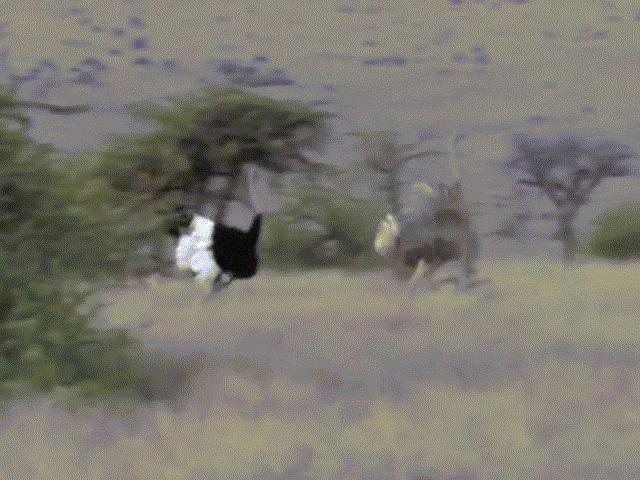 Thế giới - Đàn báo rượt, hạ gục loài chim chạy nhanh nhất thế giới