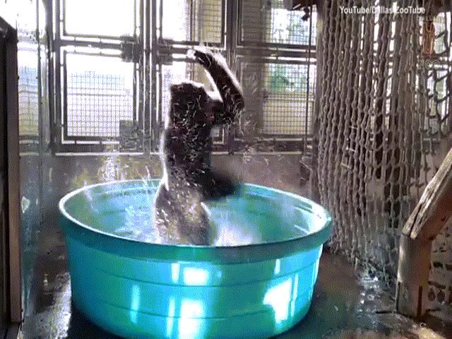 Khỉ đột phấn khích nhảy múa trong bồn tắm