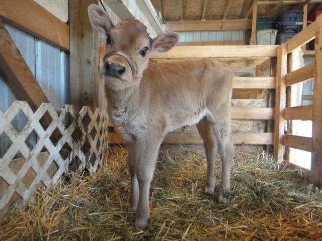 Pháp luật - “Cạn lời” với tên tội phạm biến thái có sở thích "xâm hại"… bê con