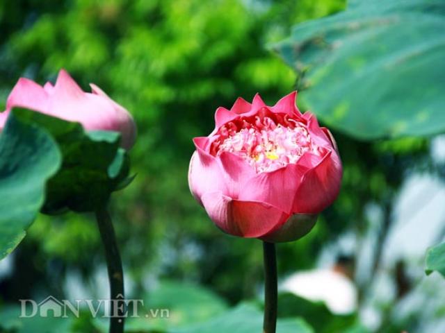 Tin tức trong ngày - Bộ sưu tập sen "khủng- lạ- hiếm" của tay chơi khét tiếng vịnh Bắc Bộ