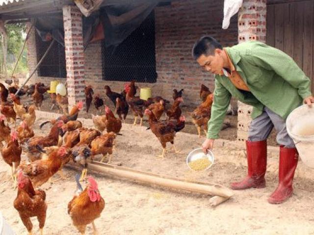 Thị trường - Tiêu dùng - Thành tỷ phú nhờ tuyệt chiêu cho 8.000 con gà ăn tỏi