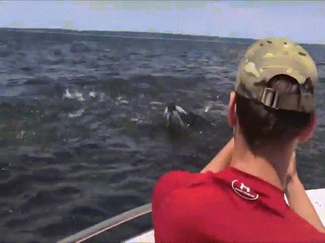 Thế giới - Mỹ: Cá voi to như tàu ngầm lao lên "uy hiếp" tàu chở khách