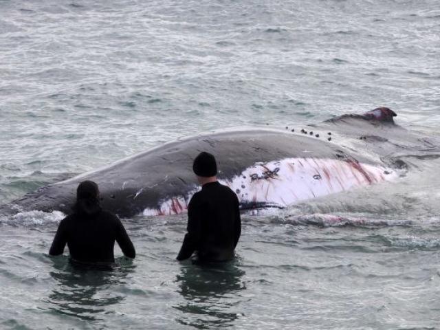 Thế giới - Úc: Cá voi khổng lồ chảy máu, cá mập bao vây rỉa thịt