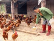 Thị trường - Tiêu dùng - Thành tỷ phú nhờ tuyệt chiêu cho 8.000 con gà ăn tỏi