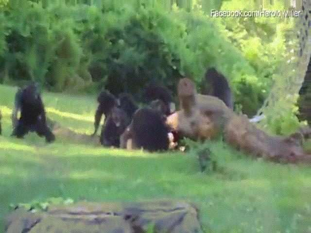 Thế giới - Đàn tinh tinh hung dữ đánh hội đồng, xé xác đồng loại