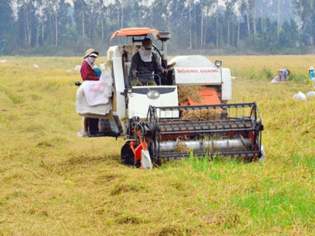 Thị trường - Tiêu dùng - Chỉ có Trung Quốc thu mua, trồng nhiều lúa nếp dễ “chết”