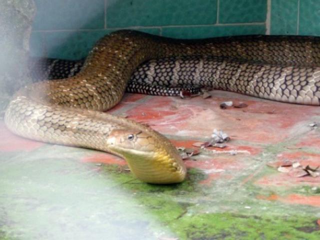 Tin tức trong ngày - Hổ mang chúa “khủng” 17 năm tuổi tại “vương quốc rắn” của Việt Nam