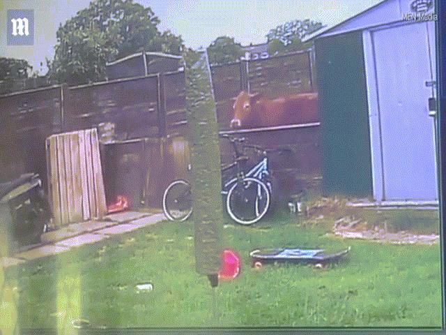 Phi thường - kỳ quặc - Bị cô gái trẻ "nhìn đểu", bò nổi điên nhảy qua hàng rào truy sát