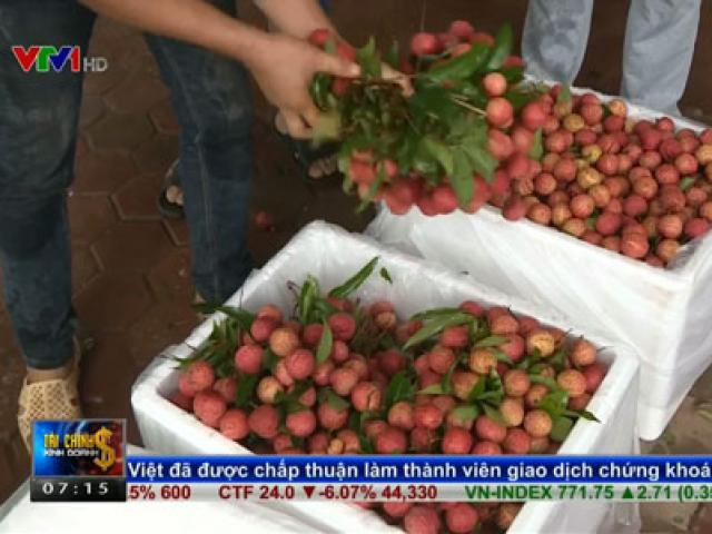 Thị trường - Tiêu dùng - Vải thiều Lục Ngạn đã được xuất khẩu sang 3 thị trường mới