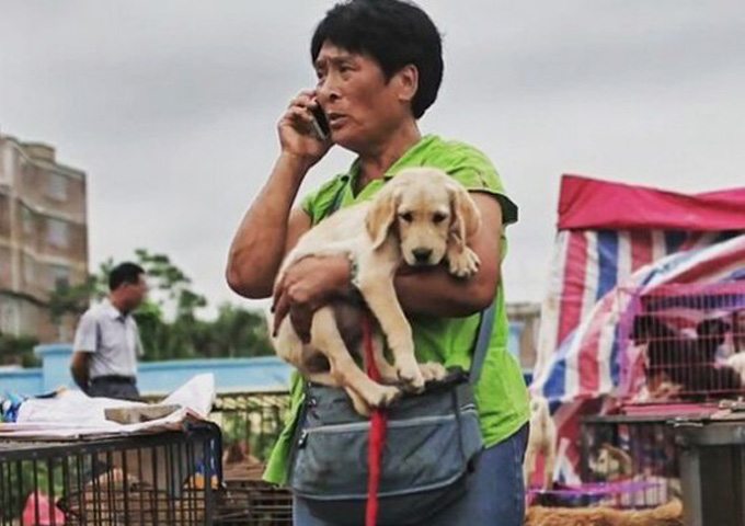 Cảm phục người phụ nữ chi nghìn đô để cứu 100 chú chó