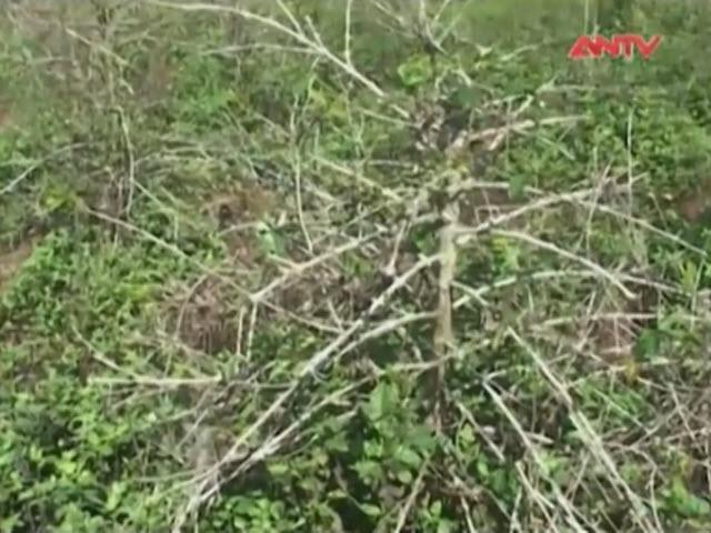 Thị trường - Tiêu dùng - Hạn hán kéo dài, lại một mùa cà phê “đắng” ở Quảng Trị