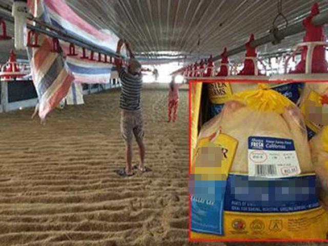 Sản xuất - Tiêu dùng - Gà ngoại "giết chết" gà Việt