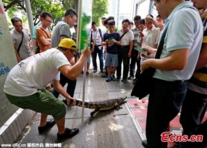 Tài chính - Bất động sản - Lạ kỳ công ty tuyển nhân viên dám hôn cá sấu trên phố
