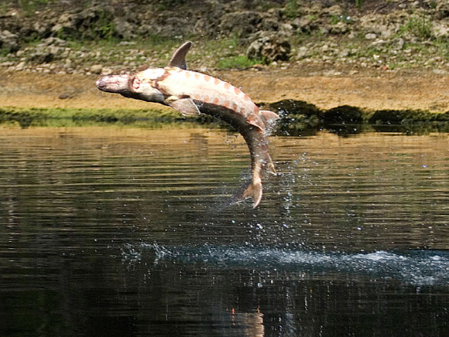 Tin tức trong ngày - Mỹ: Chèo thuyền trên sông, bé 5 tuổi bị cá tầm giết chết