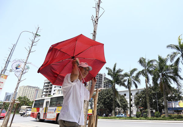 Tin tức trong ngày - Ảnh: Cây xanh thành củi khô trên "con đường đẹp nhất VN"
