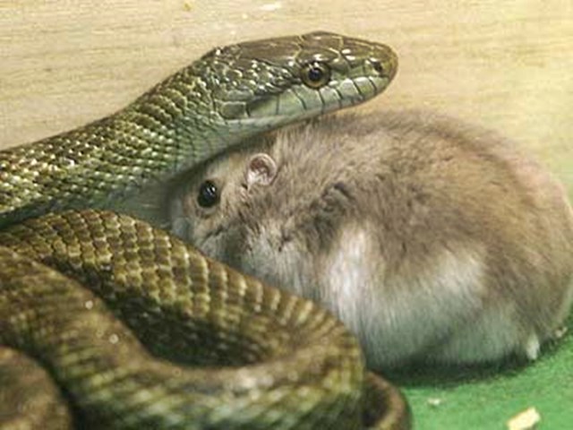 Phi thường - kỳ quặc - Video: Rắn kết bạn và sống chung với con mồi của mình