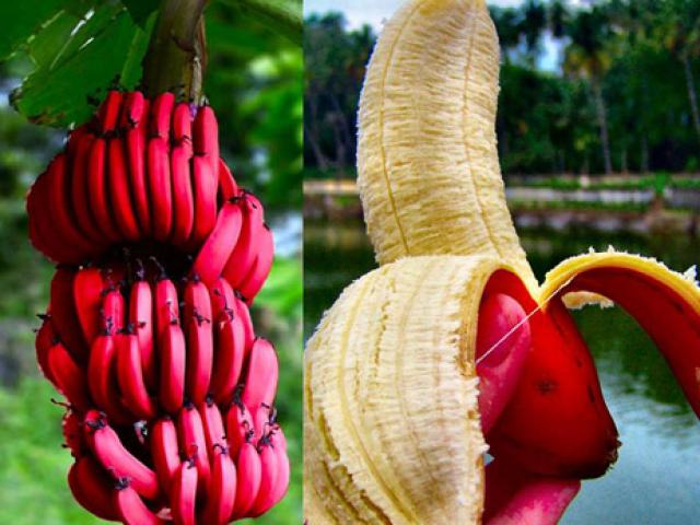 Thị trường - Tiêu dùng - Chuối tím hồng độc lạ "sốt xình xịch" thị trường Việt