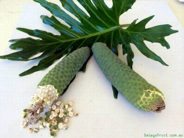 Phi thường - kỳ quặc - Khám phá loại quả “quái vật” đang gây sốt