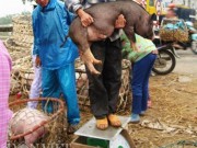 Thị trường - Tiêu dùng - Mưu sinh bằng nghề... bế lợn