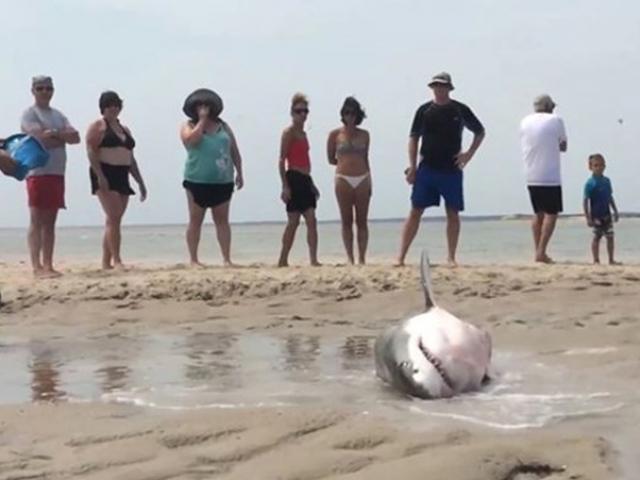 Tin tức trong ngày - Video: Giải cứu cá mập lao lên bãi biển bắt chim