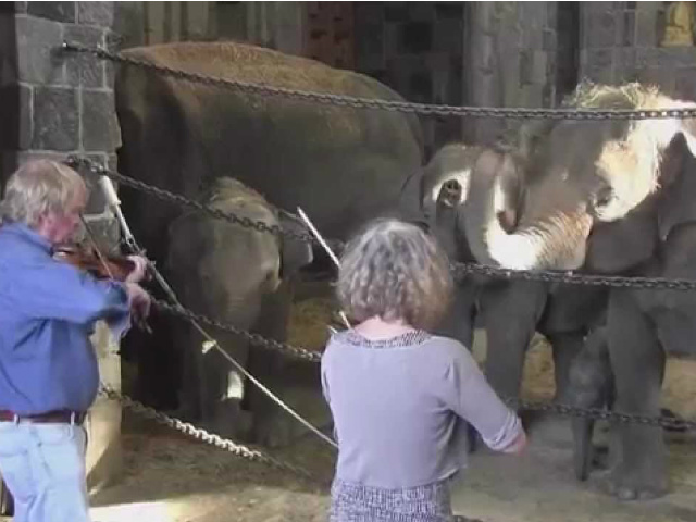 Phi thường - kỳ quặc - Video: Ngạc nhiên xem chú voi cảm thụ tiếng đàn Violin