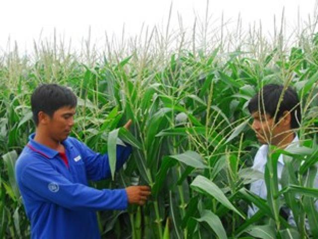 Thị trường - Tiêu dùng - Ngô biến đổi gen: Cần có chiến lược và giảm phụ thuộc