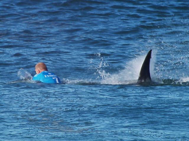 Thể thao - Các VĐV thoát chết thần kỳ khi đụng cá mập