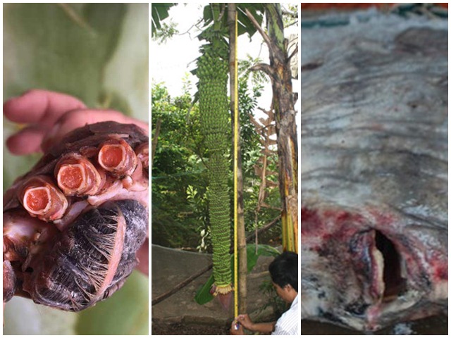 Phi thường - kỳ quặc - 5 chuyện lạ khó tin tại Hà Tĩnh