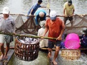 Thị trường - Tiêu dùng - Lại treo ao, bán trang trại vì lỗ nặng