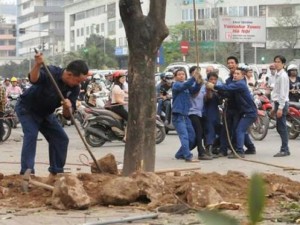 Tin tức trong ngày - Vụ chặt cây: HN yêu cầu giáng chức, thôi việc nhiều cán bộ