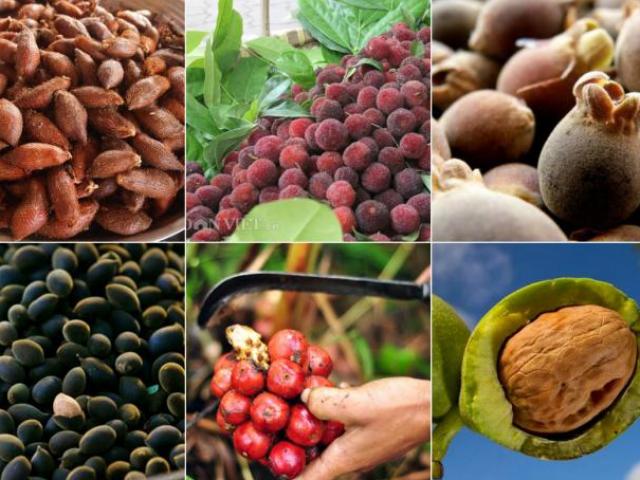 Thị trường - Tiêu dùng - Quả lạ núi rừng tràn xuống phố "lấy lòng" chị em