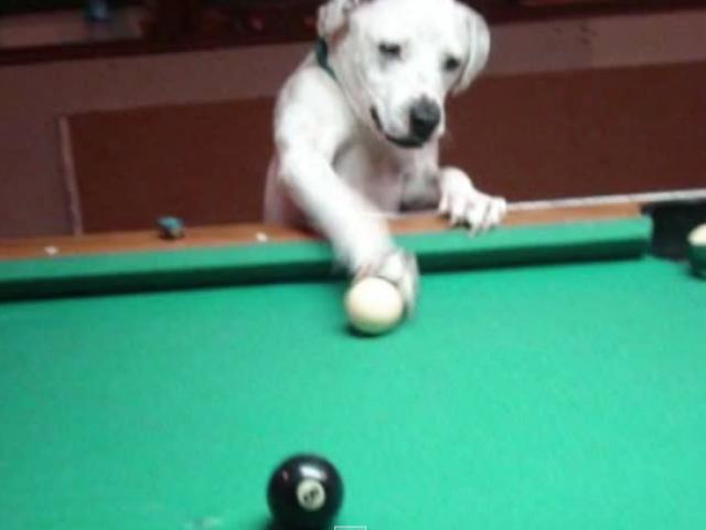 Thể thao - Ngỡ ngàng với chú chó chơi bi-a tuyệt đỉnh