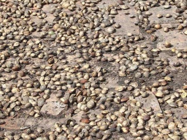 Giá cả hàng hóa - Thu gom hạt bàng bán cho thương lái "lạ"