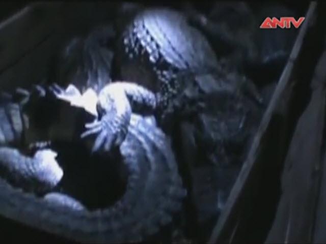 Thị trường - Tiêu dùng - Bắt xe chở 1.300 con cá sấu tại Quảng Ninh