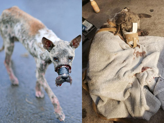 Tin tức Việt Nam - Cứu chó hay cứu người: Tình thương không chỉ dành cho người