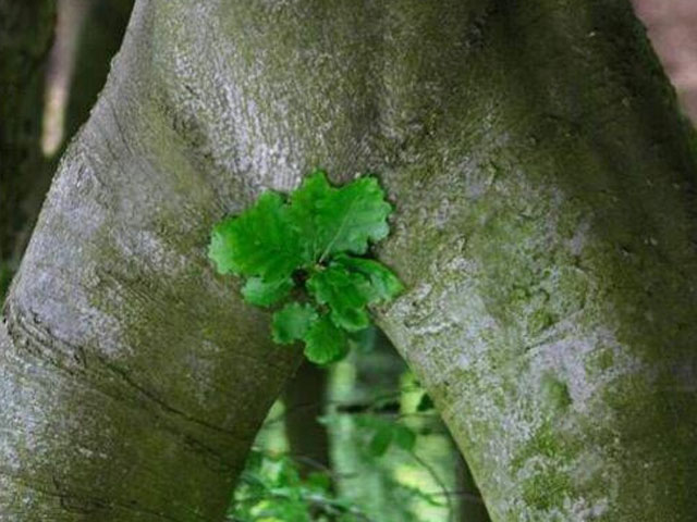 Tranh vui - Cười không đỡ được với cánh sinh viên nội trú