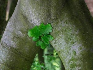 Tranh vui - Cười không đỡ được với cánh sinh viên nội trú