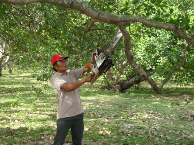 Thị trường - Tiêu dùng - Thu hàng trăm triệu đồng từ vùng đất hoang