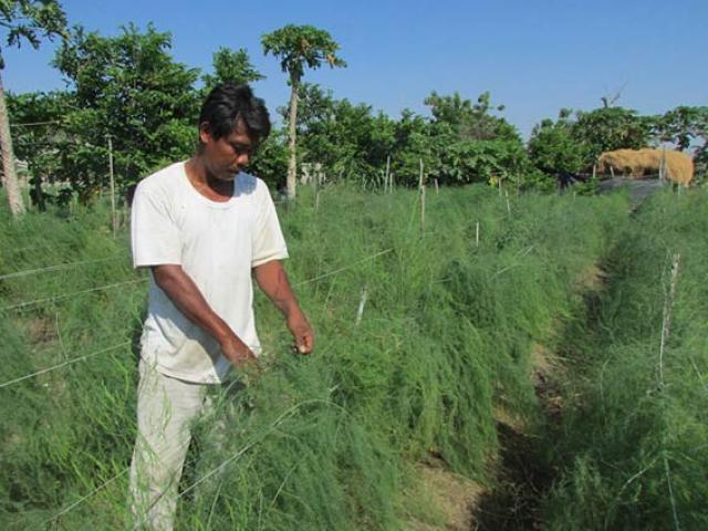 Thị trường - Tiêu dùng - Chàng trai Chăm trồng măng tây xanh làm giàu