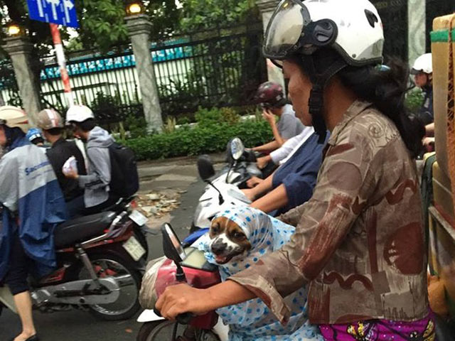 Bạn trẻ - Cuộc sống - Người phụ nữ nhường áo mưa cho chó khiến dân mạng cảm động