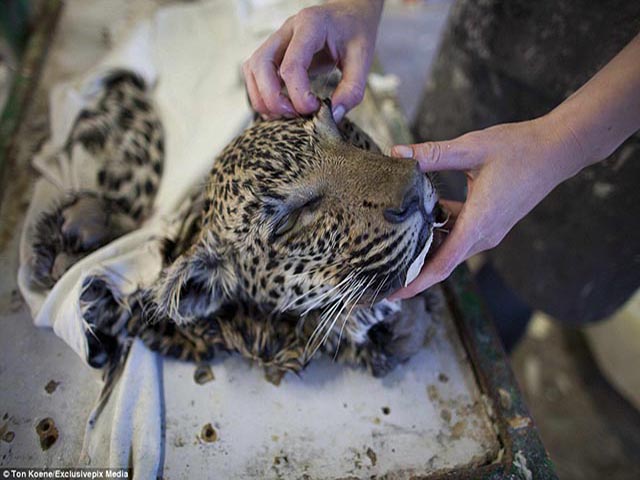 Tin tức trong ngày - Khám phá xưởng nhồi 6000 xác động vật mỗi năm