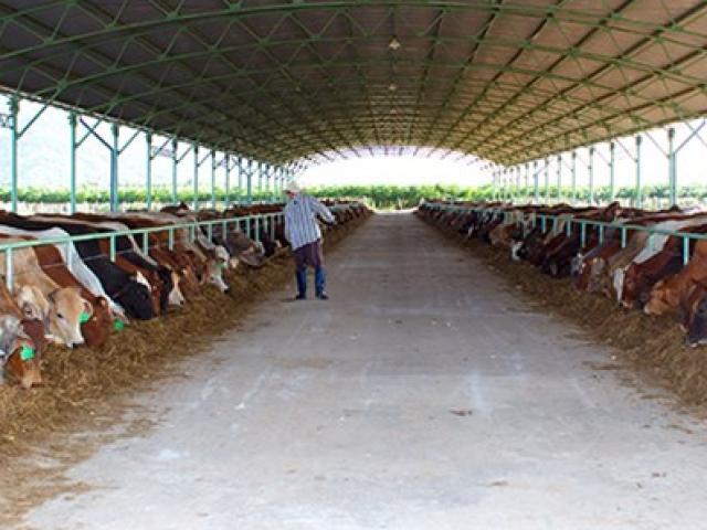Tài chính - Bất động sản - Đại gia đổ ngàn tỉ trồng rau, nuôi bò