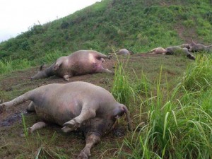 Tin tức trong ngày - Hà Giang: Bị sét đánh, 19 con trâu chết tại chỗ