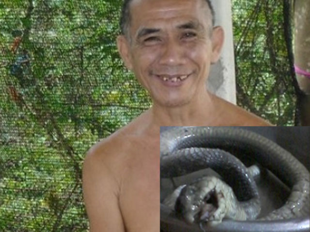 Tin tức trong ngày - Lão nông tay không hạ gục hổ mang chúa đầu mọc mào, dài 3,5m